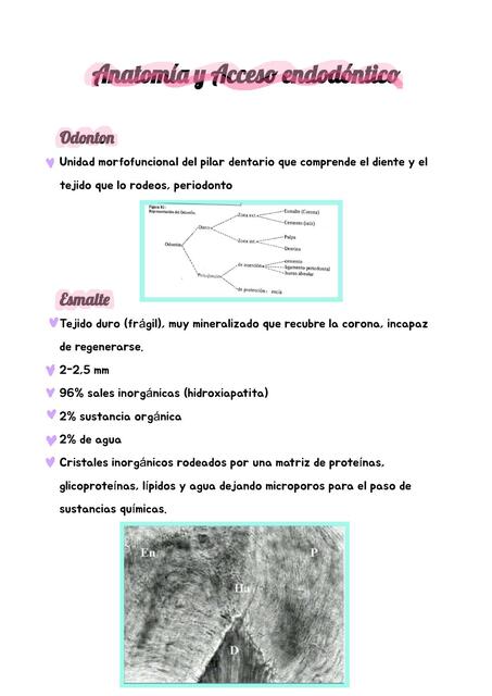 Anatomía y acceso endodóntico