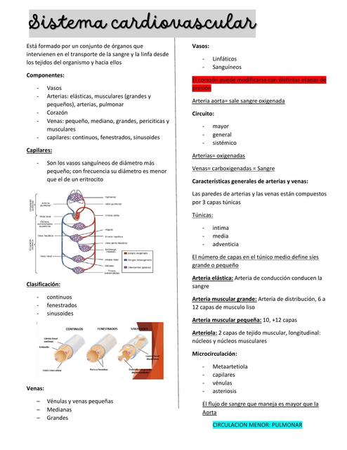 Tejido Cardiovascular   