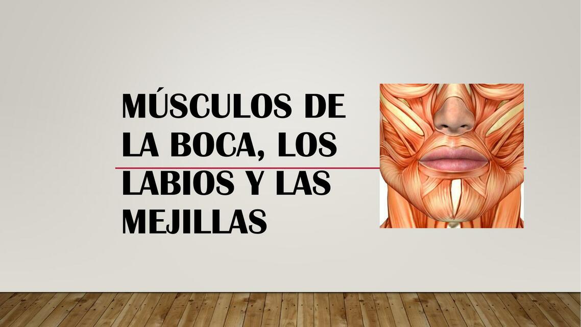 Músculos de la Boca, los Labios y las Mejillas 