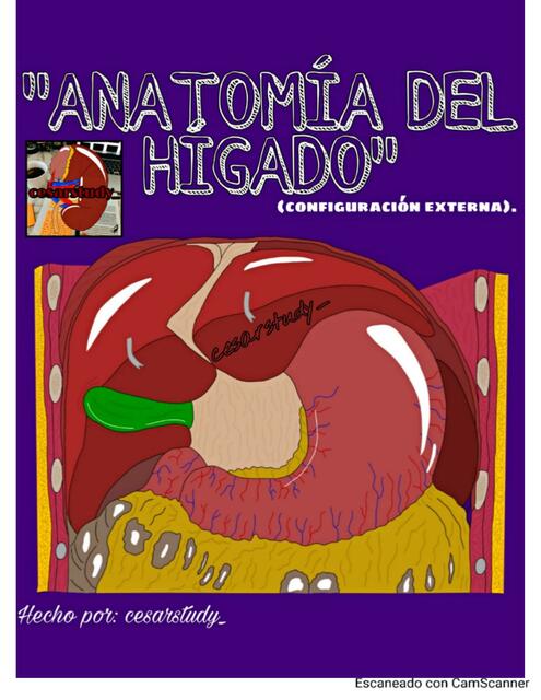 Anatomía del Hígado 