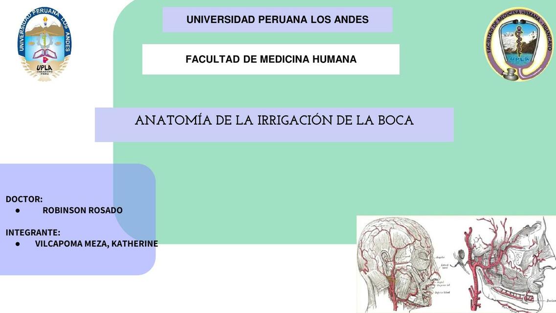 Anatomía de la Irrigación de la Boca 