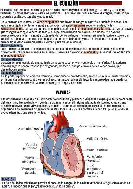 Aparato Cardiovascular 