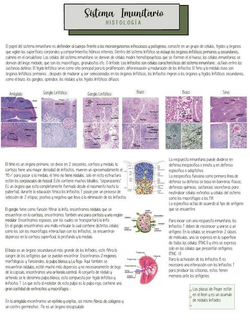 Sistema inmune histología 