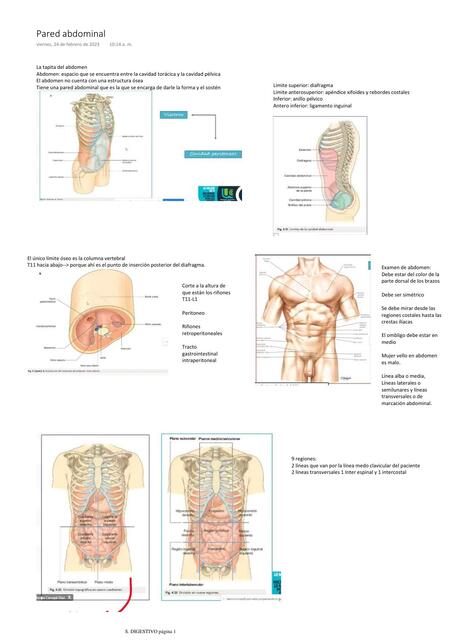 Flashcards de Abdomen | Por María Antonia Ramírez Marín | uDocz