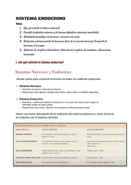 Sistema endocrino 