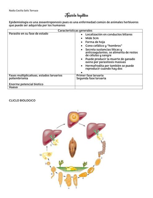 Fasciola hepática 