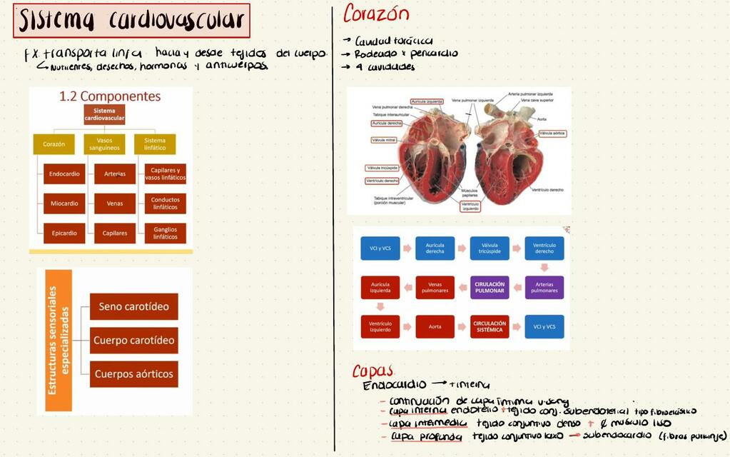 Sistema cardiovascular 