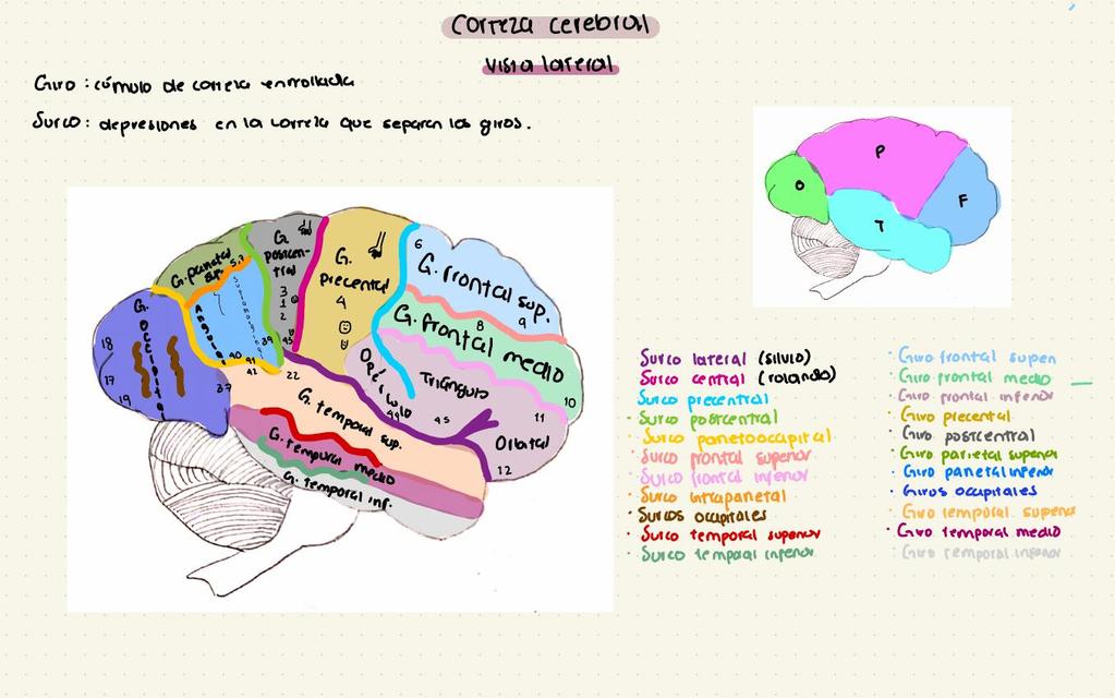 Corteza cerebral