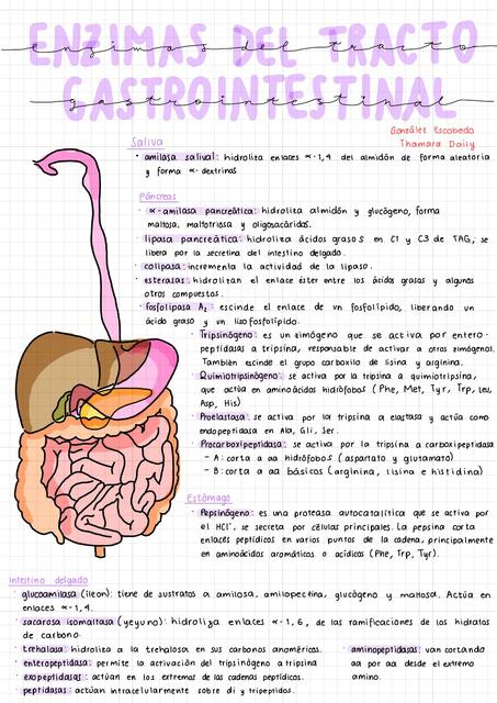 Enzimas del Tracto Gastrointestinal 