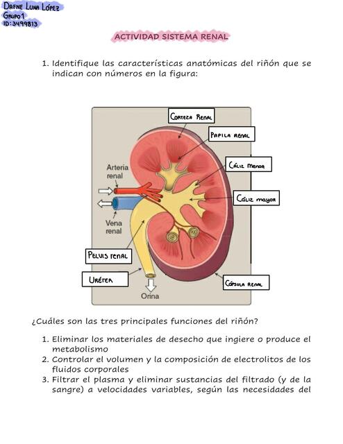 Actividad Sistema Renal 