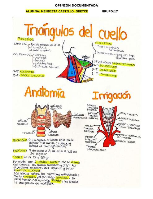 Triangulos del Cuello 