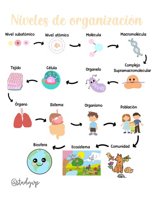 Niveles de organización  