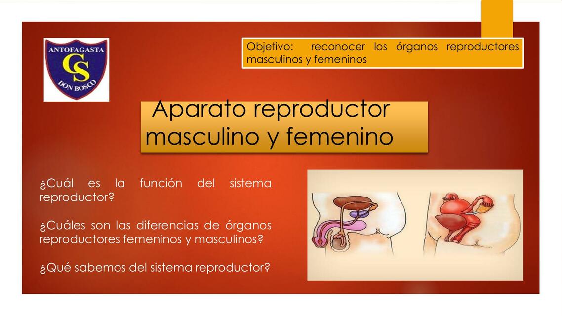 Aparato Reproductor Masculino y Femenino 