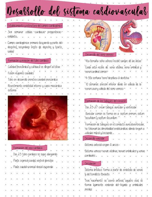 Desarrollo del Sistema Cardiovascular 