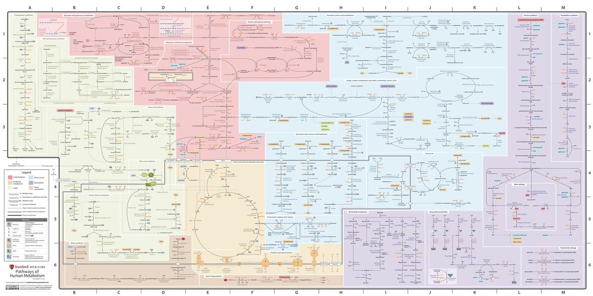 Resúmenes De Mapa Metabólico Descarga Apuntes De Mapa Metabólico