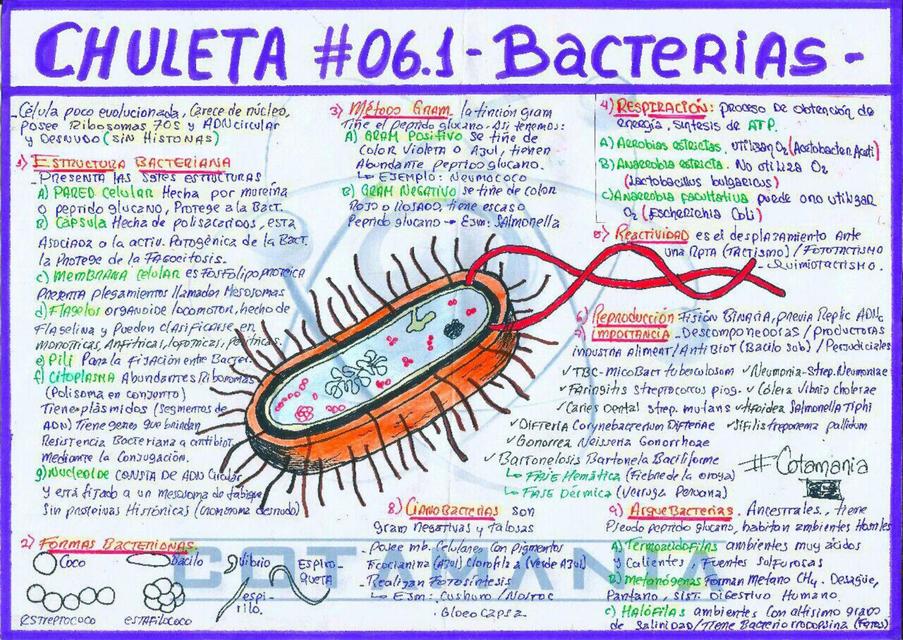 Bacterias 