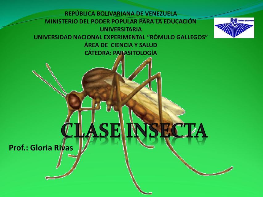 Clase insecta