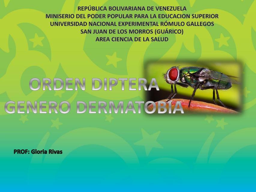 Orden Díptera genero Dermatobia