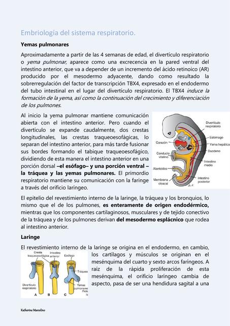 Embriología del sistema respiratorio