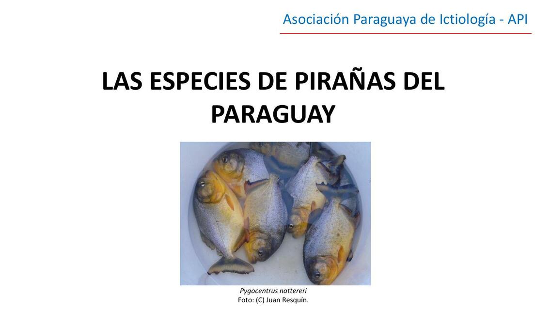 Las Especies de Pirañas del Paraguay 