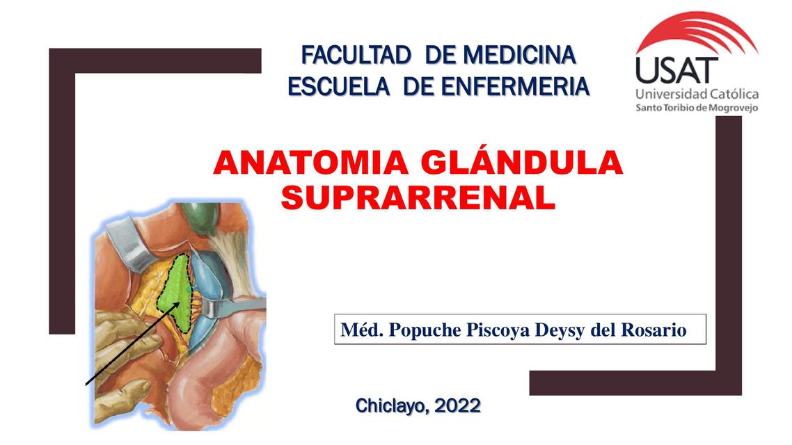 Anatomía Glándula Suprarrenal