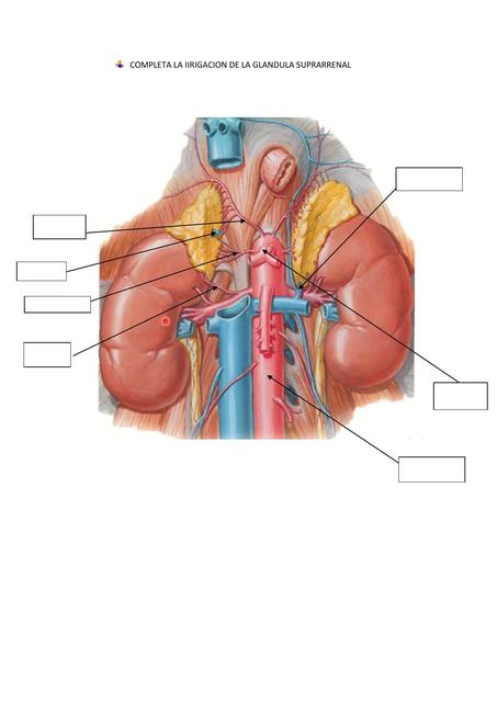 Glándula suprarrenal