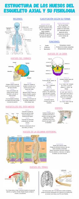 Estructura de los Huesos del Esqueleto Axial y su Fisiología 