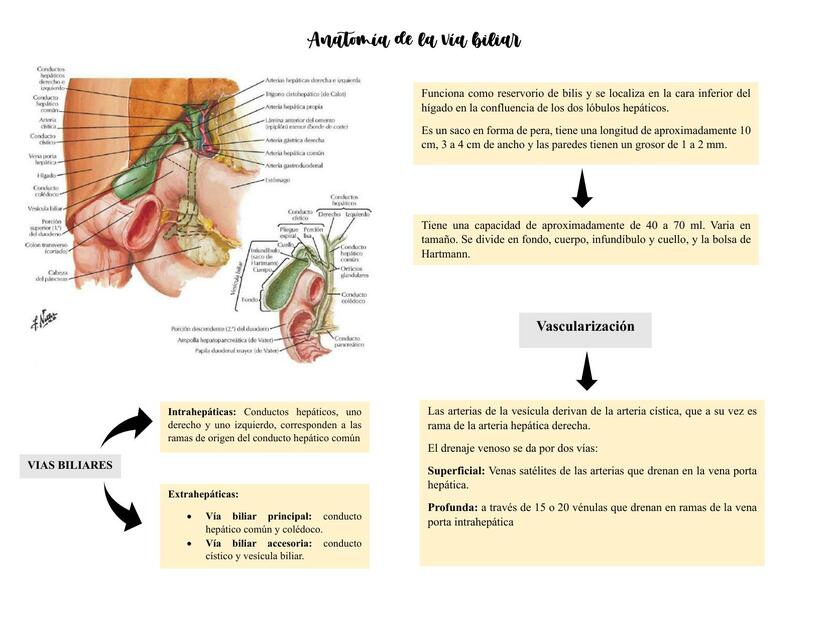 Anatomía de la Vía Biliar 