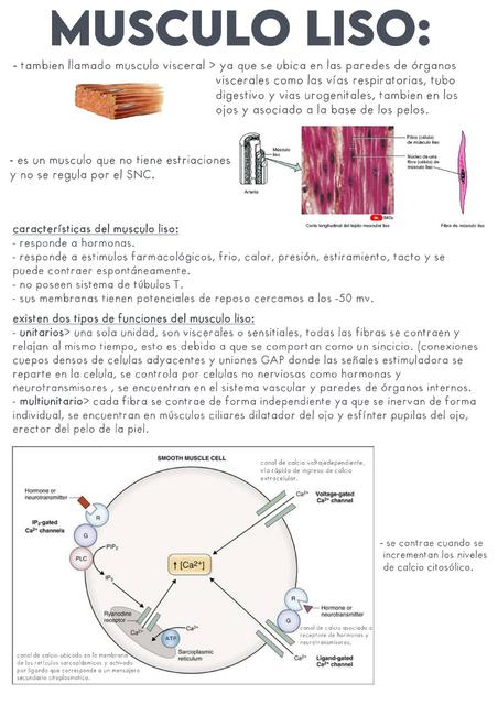 Musculo liso  