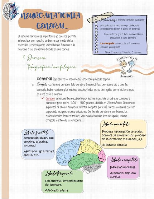 Neuroanatomía general 