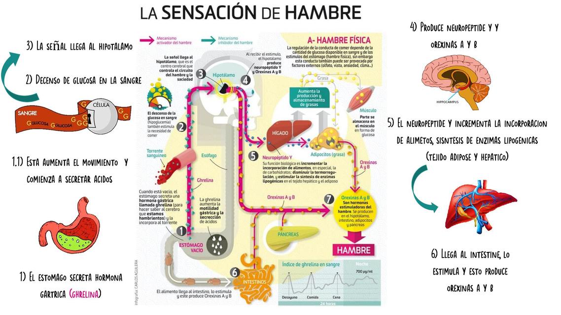 La Sensación de Hambre 