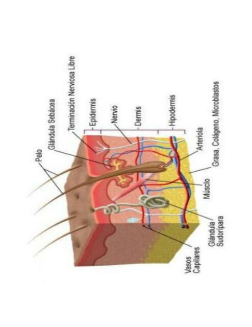 Anatomía