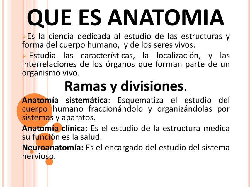 Anatomía 