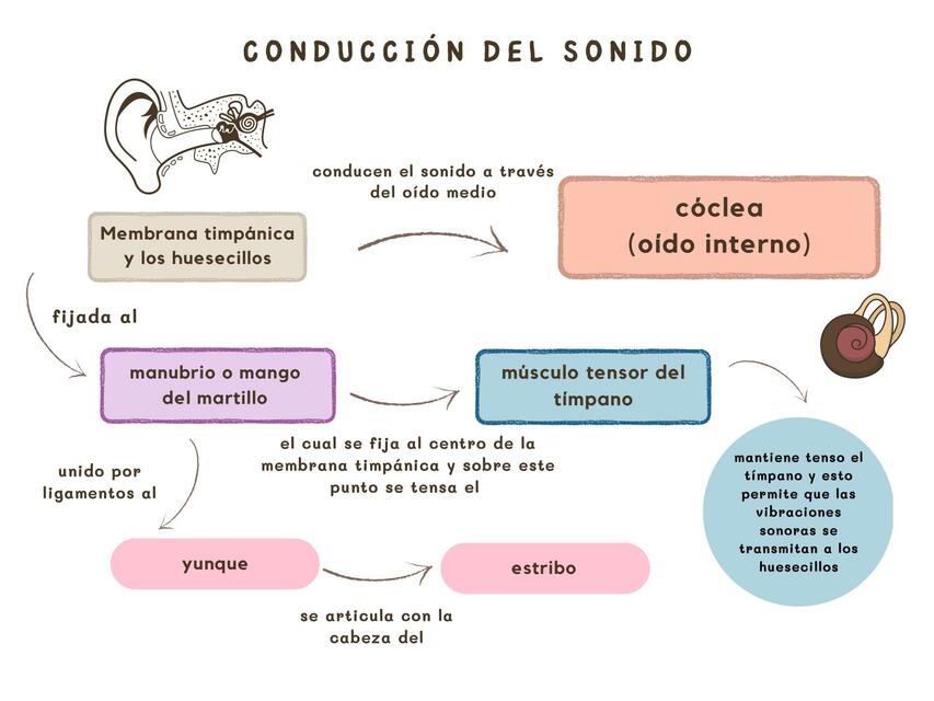 Conducción del Sonido