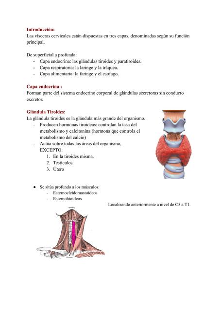 Glándula Tiroides y Paratiroides