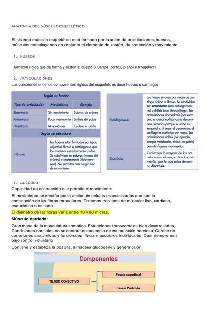 Anatomía del Musculoesquelético 