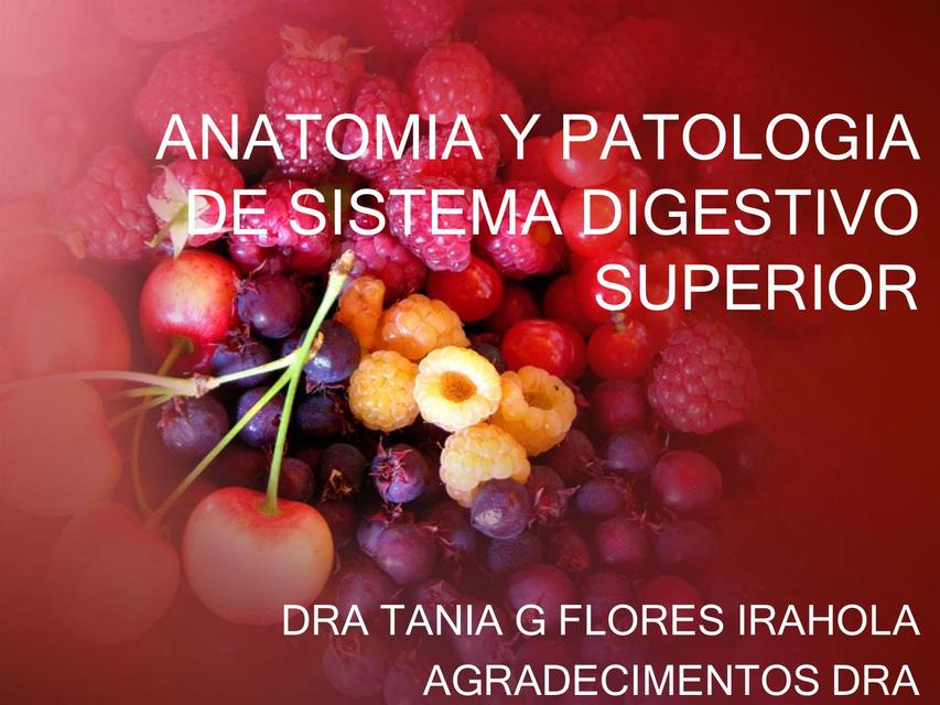 Anatomía y patología de sistema digestivo superior 