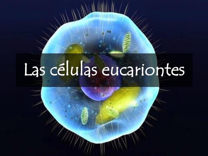 Estructura y función de la célula eucarionte 