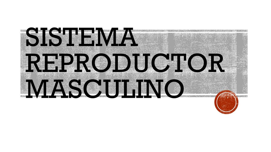 Sistema Reproductor Masculino