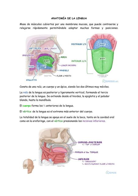 Anatomía de la Lengua