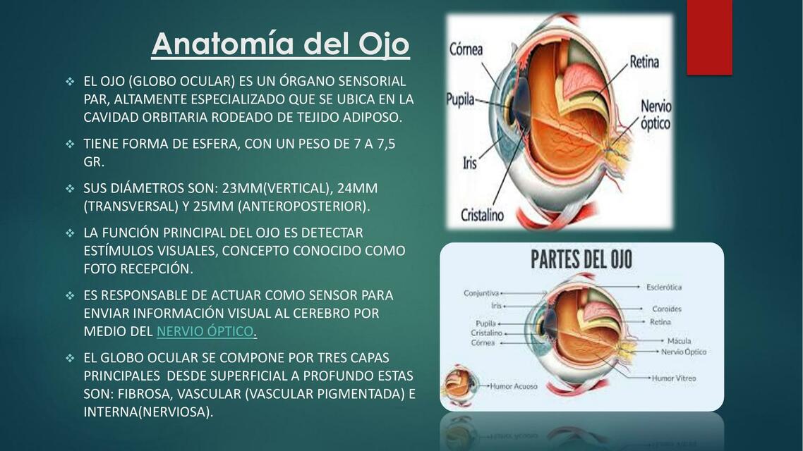 Anatomía del Ojo y Vía Óptica