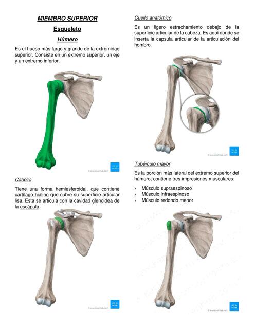 Miembro Superior 
