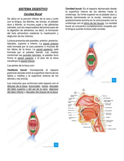 Sistema Digestivo y Sistema Endocrino 