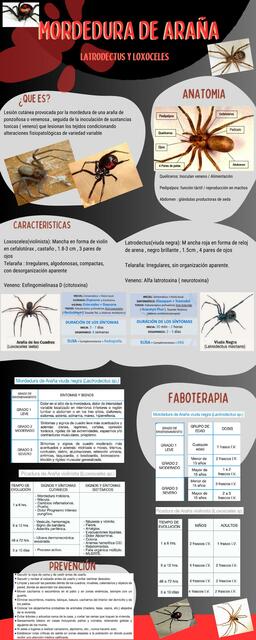 Mordedura de Araña 2 