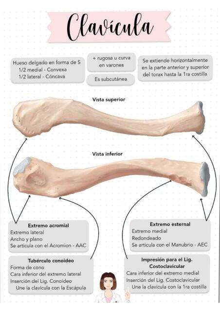 Clavícula 