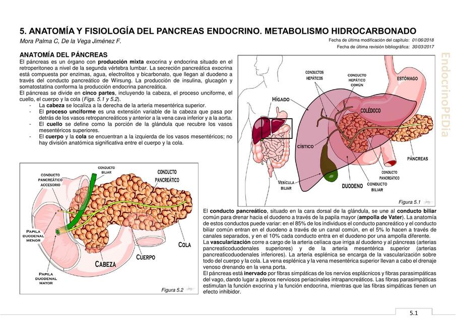 Anatomía y fisiología del páncreas endocrino. Metabolismo hidrocarbonado 