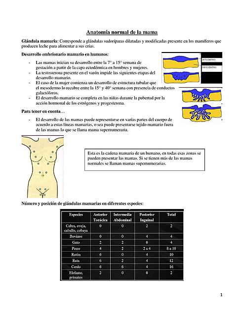 Clase Anatomía Normal de la Mama