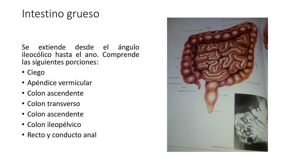 Intestino grueso