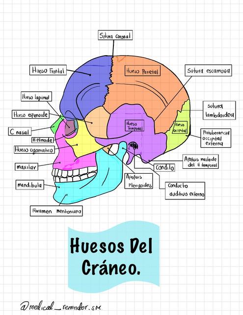 Huesos Del Cráneo