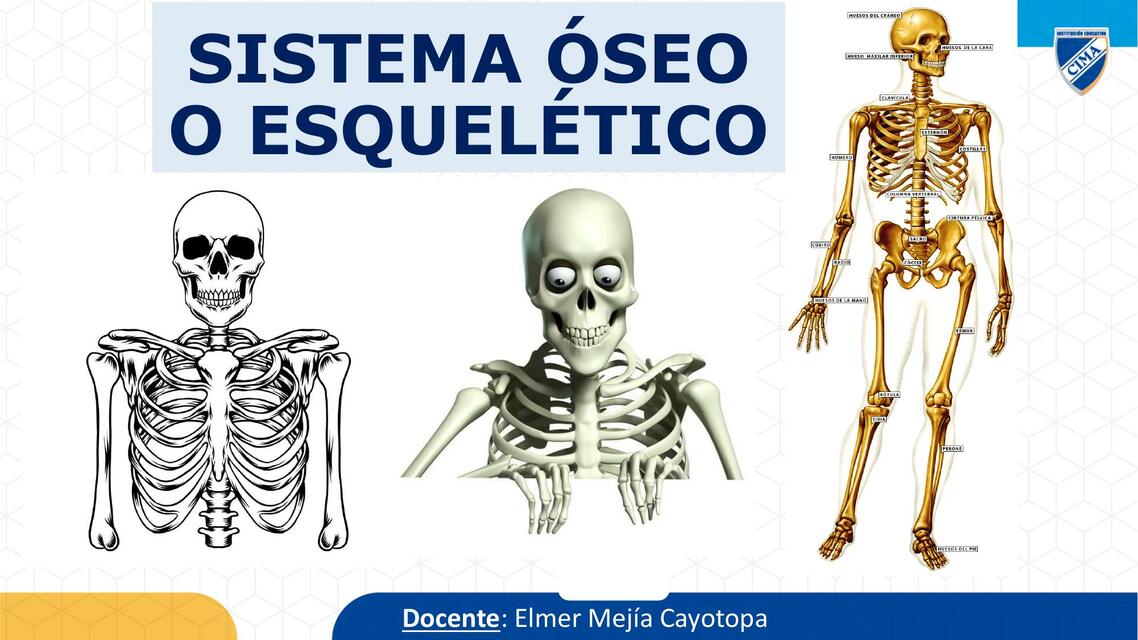 Sistema Óseo o Esquelético 